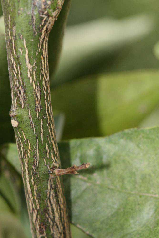              Second - third year twig (Riverside, CA)       